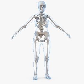 3D Female Body with Skeleton
